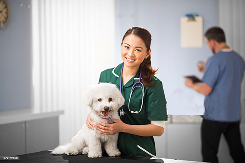 a young vet nurse holds a bichon frise at the examination table and smiles to camera. She is wearing a green nurses top . In the background a male vet can be seen preparing the castration clamps .